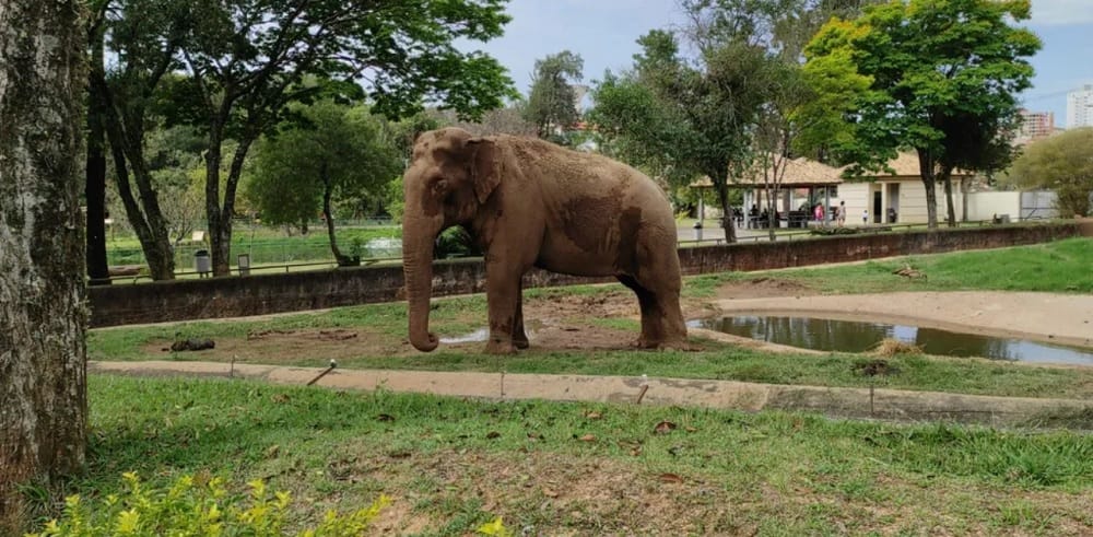 Bianca Bin lança abaixo-assinado com mais de 40 artistas para pressionar Justiça por transferência do elefante Sandro