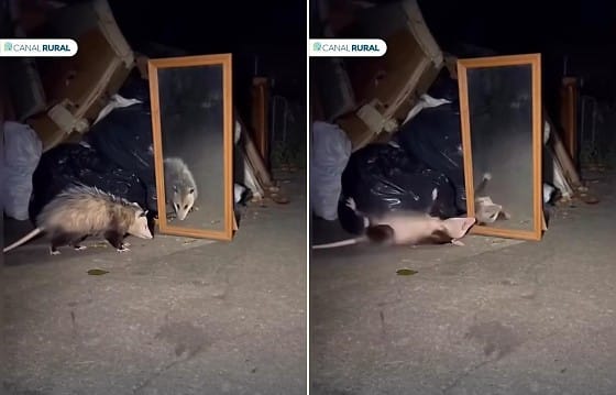 Gambá “finge de morto” ao se deparar com próprio reflexo em espelho; VEJA O VÍDEO