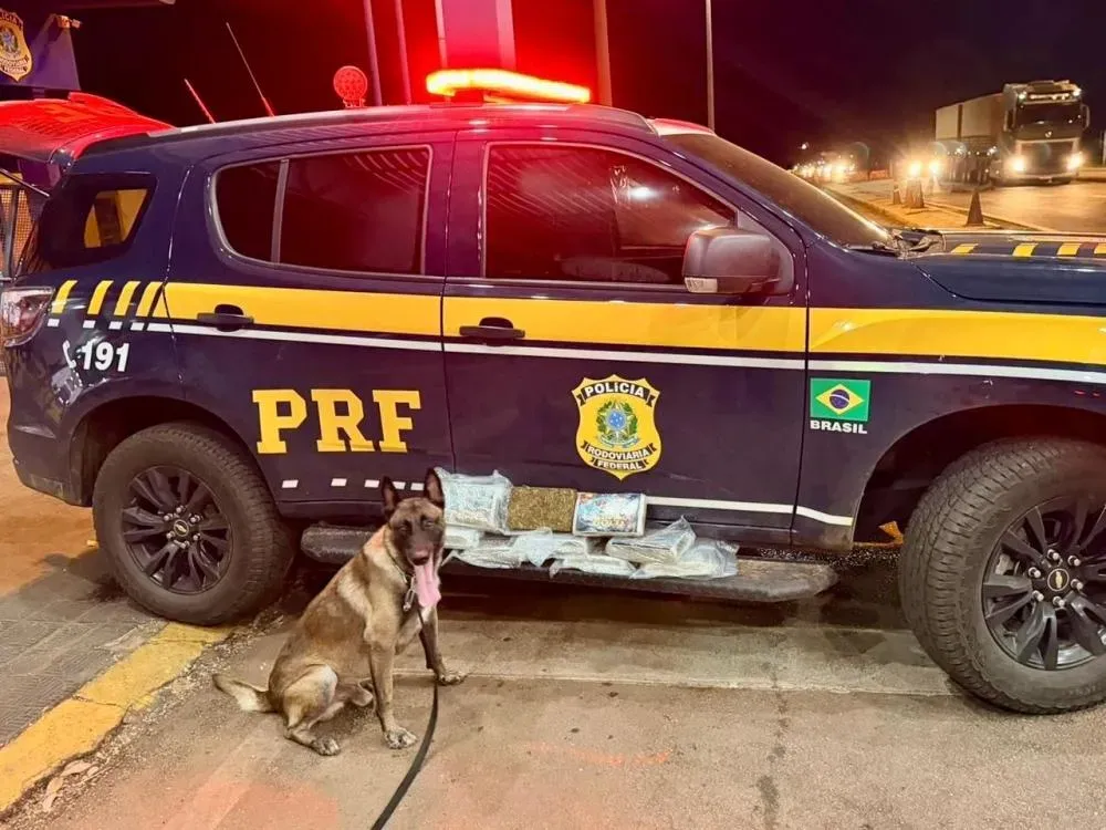 “Cão apontou e a droga estava lá”, diz PRF após apreensão de 10 kg de skunk em ônibus na BR-364