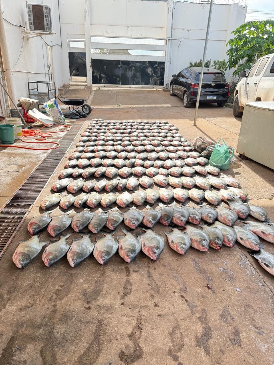 Polícia Civil apreende mais de 900 quilos de pescado irregular e prende três pessoas em Cuiabá; VEJA VÍDEO