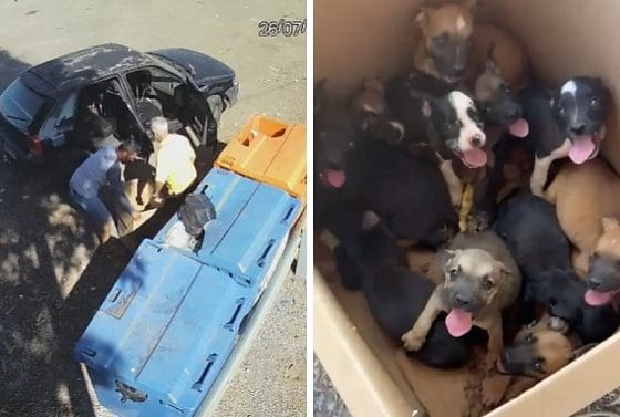 Câmeras identificam homem que abandonou 11 filhotes de cachorro em rodovia de MT