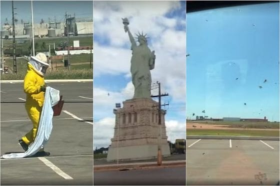 Três pessoas ficam feridas após ataque de abelhas durante retirada de colmeia; VEJA VÍDEO