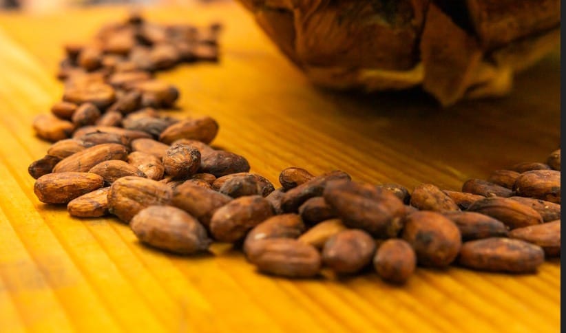 Do fruto ao chocolate: cacau de MT ganha força nacional e impulsiona festival que valoriza a produção regional