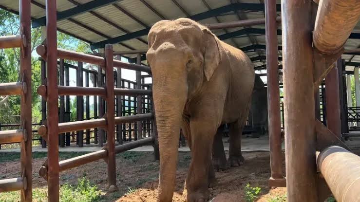 Elefante Sandro passa primeira noite fora do galpão após chegar a santuário em MT
