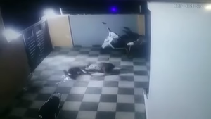Imagens impressionantes mostram onça pulando muro e atacando cachorro