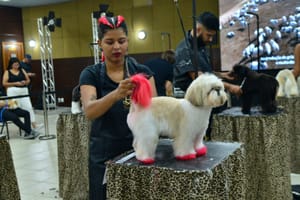 Pantanal Groom Competition: o maior evento de estética animal do centro-oeste chega com muito estilo