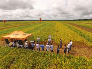 Metade dos produtores de soja de MT segue irregular e pode pagar multa acima de R$ 2,5 mil