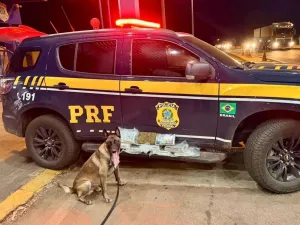 “Cão apontou e a droga estava lá”, diz PRF após apreensão de 10 kg de skunk em ônibus na BR-364