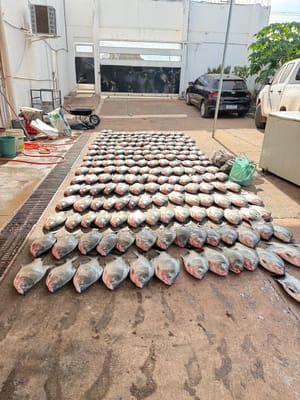 Polícia Civil apreende mais de 900 quilos de pescado irregular e prende três pessoas em Cuiabá; VEJA VÍDEO