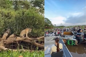 Onça-pintada 'posa' para turistas e provoca congestionamento de barcos no Pantanal de MT