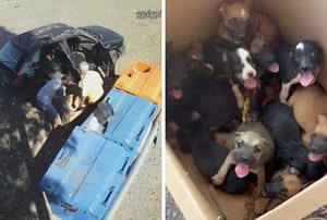 Câmeras identificam homem que abandonou 11 filhotes de cachorro em rodovia de MT