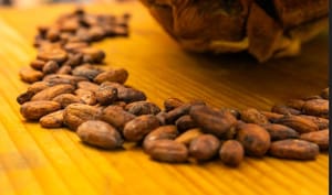 Do fruto ao chocolate: cacau de MT ganha força nacional e impulsiona festival que valoriza a produção regional