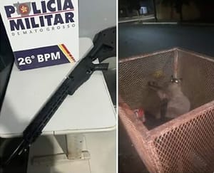 Homem é preso após atirar contra gatos com arma de airsoft; VEJA VÍDEO