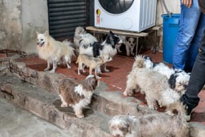 Denúncias em Cuiabá e Várzea Grande envolvem cães vítimas de maus-tratos