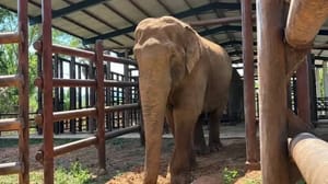 Elefante Sandro passa primeira noite fora do galpão após chegar a santuário em MT